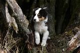 BERGER AUSTRALIEN PUPPIES 564